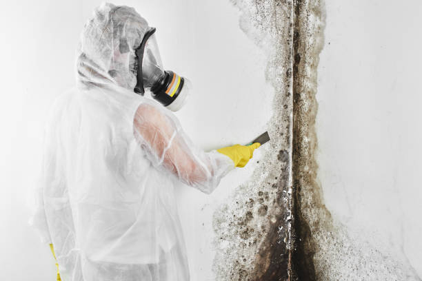 Best Best Mold Removal Companies  in North Star, DE