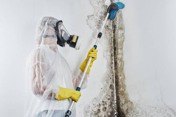 Best Residential Mold Removal  in North Star, DE