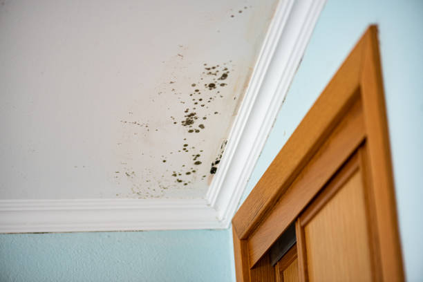 Trusted North Star, DE Mold Removal Experts