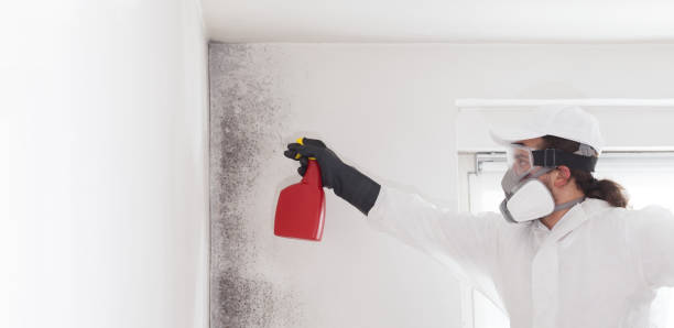 Best Toxic Mold Removal  in North Star, DE