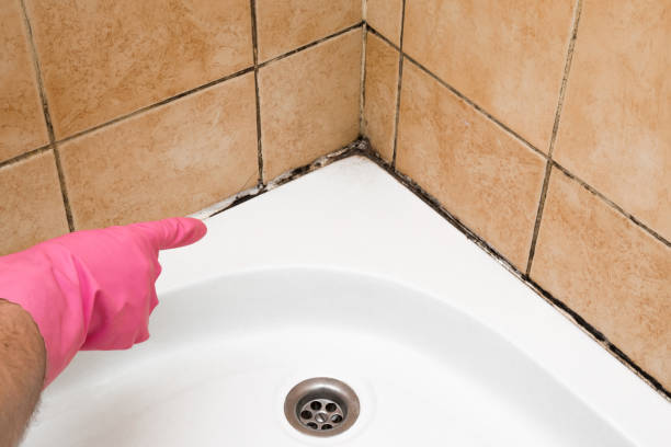 Best Mold Remediation Services  in North Star, DE